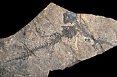 Fossil Amphibians