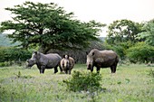 White rhinoceros with two calves