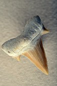 Fossil Shark Tooth