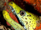 Yellow moray eel