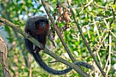 Brown titi monkey in a tree