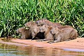Capybaras resting by a river