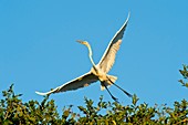 Great egret landing in a tree