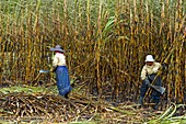 Sugar cane harvest,Mauritius