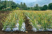 Pineapple farm,Mauritius