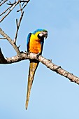 Blue and yellow macaw in a tree