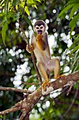 Squirrel monkey in a tree