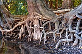 Licania parvifolia trees roots