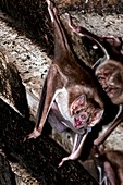 Common vampire bat colony