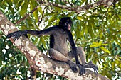 White-bellied spider monkey in a tree