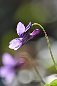 Common dog-violet (Viola riviniana)