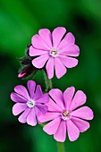 Red campion (Silene dioica) flowers