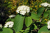 Viburnum lantana