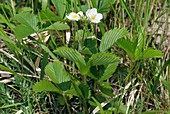 Strawberry (Fragaria viridis)