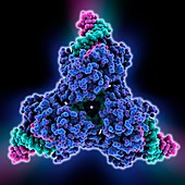 Cre-Lox recombination,molecular model