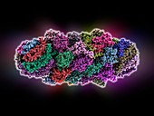 Yeast enzyme,molecular model