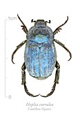Male Hoplia beetle