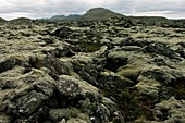 Mossy lava field,Iceland