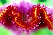 Cockscomb (Celosia cristata) flower
