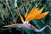 Bird of paradise (Strelitzia reginae)