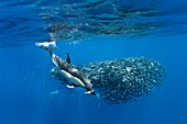 Dolphins hunting mackerel