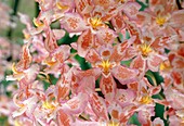 Orchid (Odontoglossum sp.) flowers