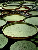 Victoria Amazonica lily pads