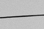 High-contrast direct DNA image,TEM