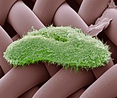 Paramecium protozoan,SEM