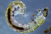 Midge larva,light micrograph
