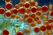 Haematococcus algae,light micrograph