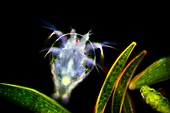 Copepod larva,light micrograph