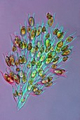 Golden algae,light micrograph