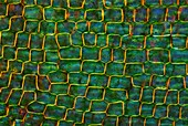 Canadian pondweed leaf,light micrograph