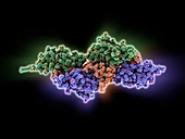 Titin-telethonin complex,molecular model