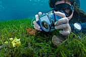 Photographing a juvenile frogfish