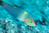 Colourful checkerboard wrasse in motion
