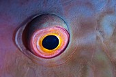 Eye of a parrotfish