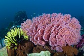 View of healthy reef in Indonesia