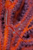 Commensal shrimp on sea fan