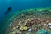 Destroyed reef in Indonesia