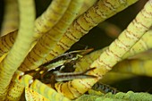 Squat lobster in crinoid home