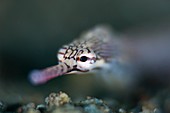 Portrait of reeftop pipefish