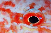 Detail of a parrotfish eye