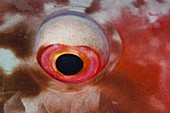 Eye of a parrotfish