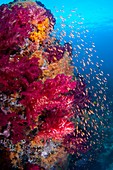 Anthias swimming over healthy reef