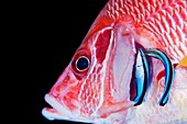 Cleaner wrasse in gills of squirrelfish