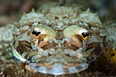 Crocodile flatfish