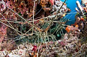 Group of spiny lobster