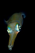 Young bigfin reef squid at night